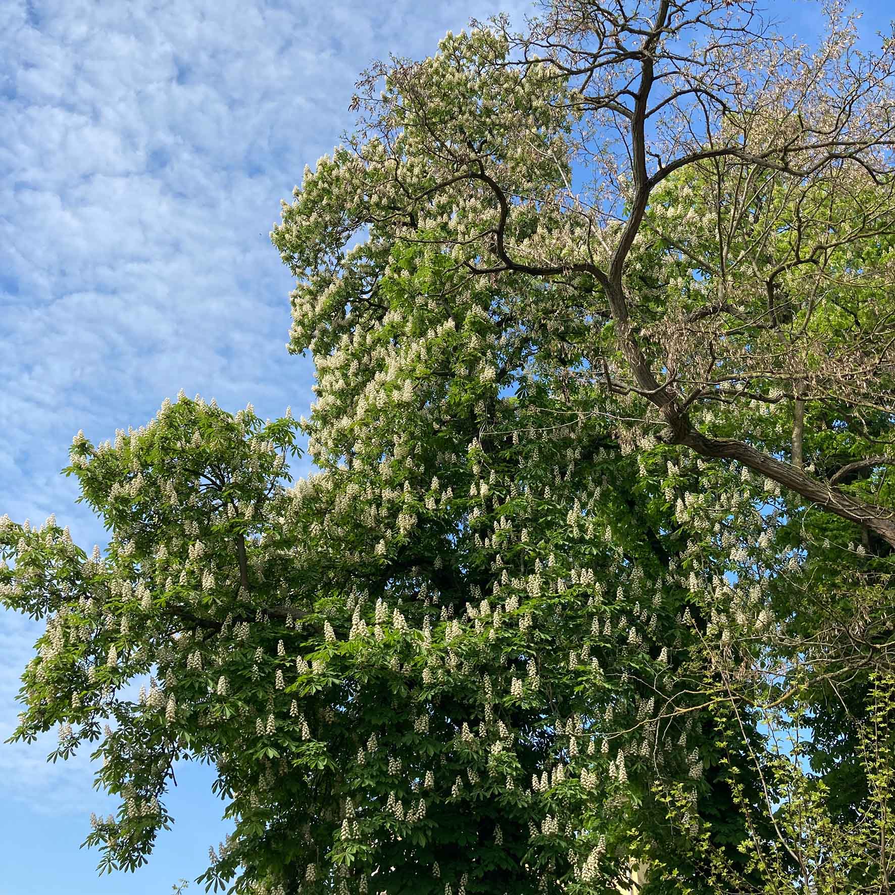 Blick nach oben zu blühender Kastanienkrone
