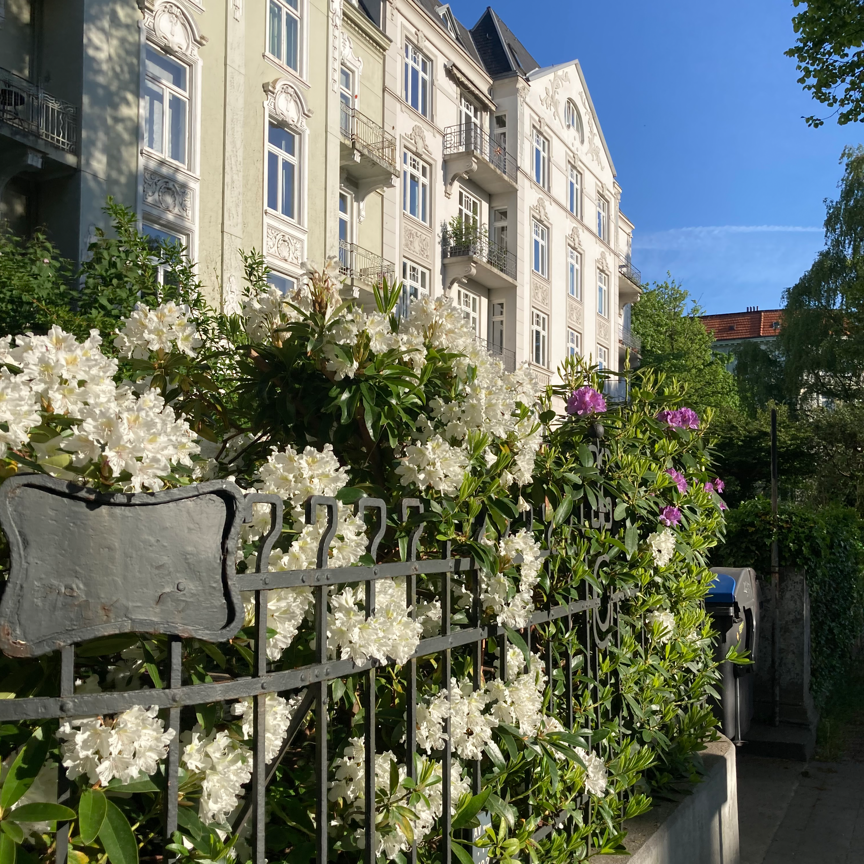 Rhododendrenblüten im Zaun vor Gründerzeithäusern
